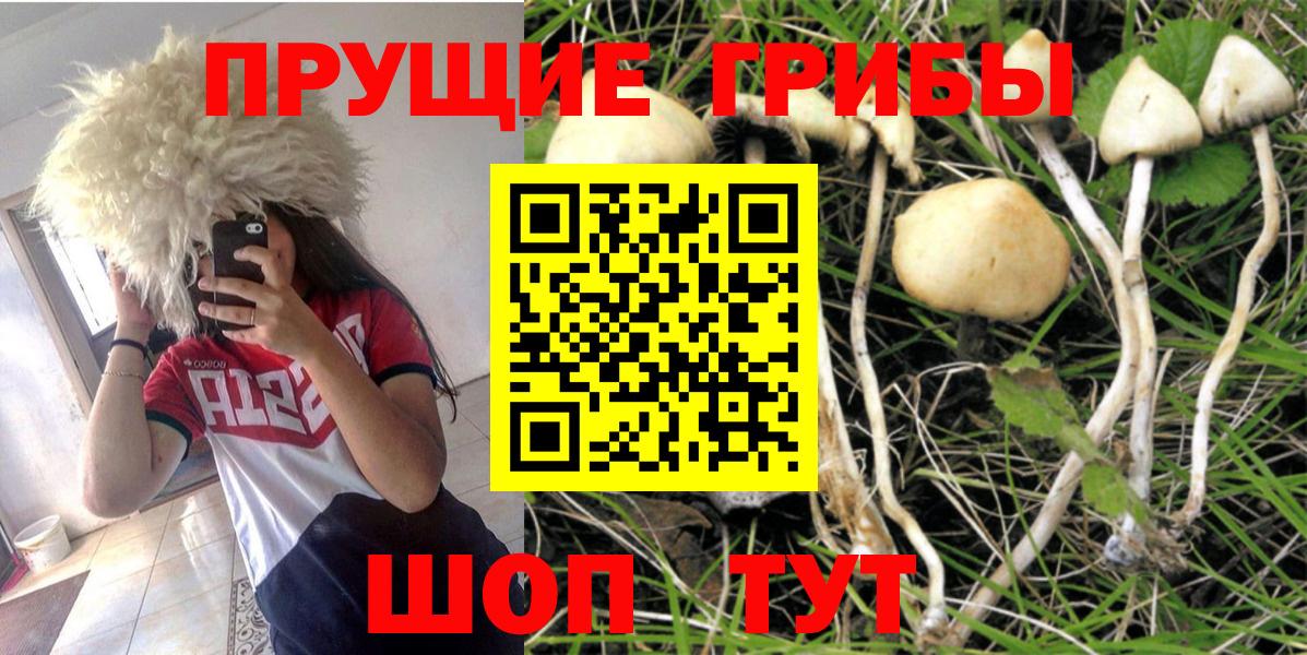 Кириши  Псилоцибиновые грибы GOLDEN TEACHER  Вход с VPN 